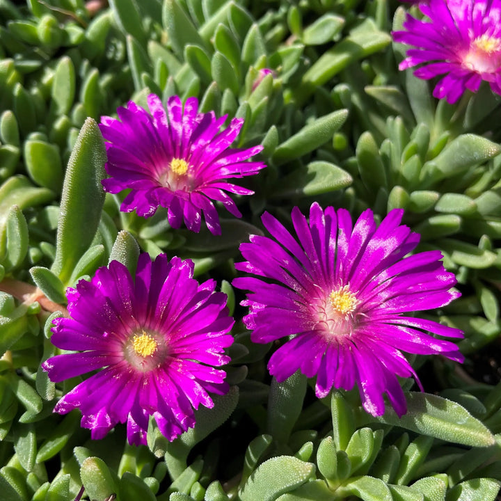 Flower Seeds, Seeds,Seeds For Planting,Plant Seeds