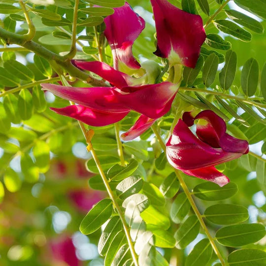 Pink Sesbania Grandiflora Flower Seeds for Planting – Heirloom, Non-GMO, High Germination Garden Seeds
