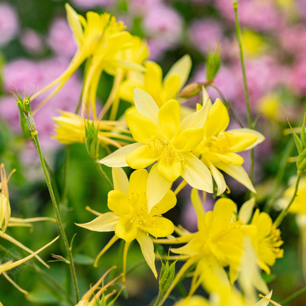 Flower Seeds, Seeds,Seeds For Planting,Plant Seeds