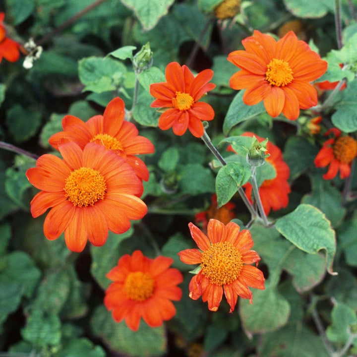 Flower Seeds, Seeds,Seeds For Planting,Plant Seeds