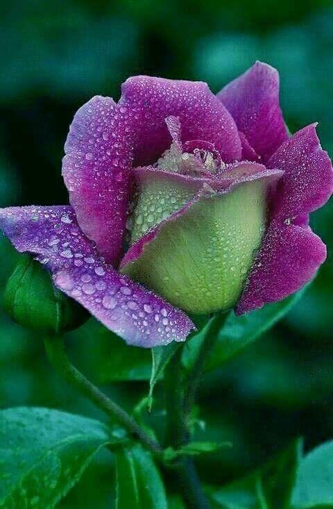 Violet Green Rose Flower Seeds for Planting – Heirloom, Non-GMO, Bright Blooms, High Germination