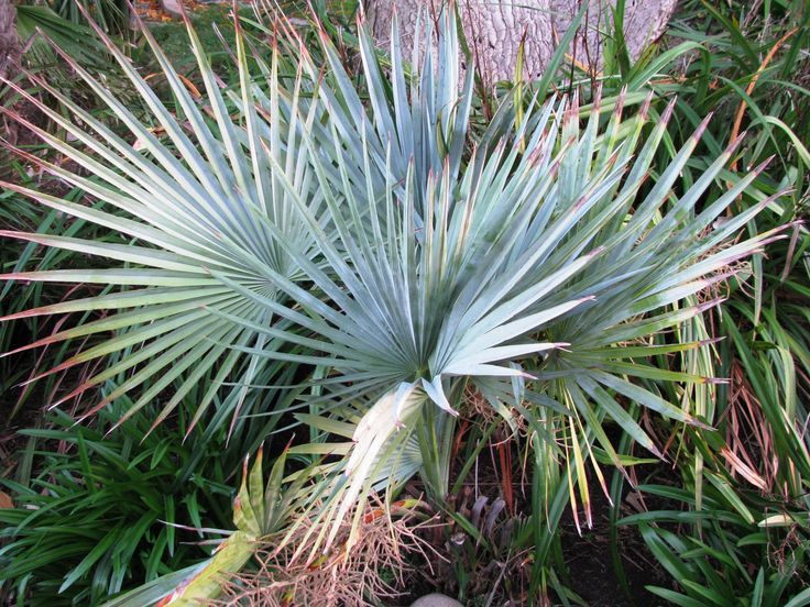 Brahea Decumbens Herb Seeds for Planting – Heirloom, Non-GMO, Organic Garden Seeds with High Germination