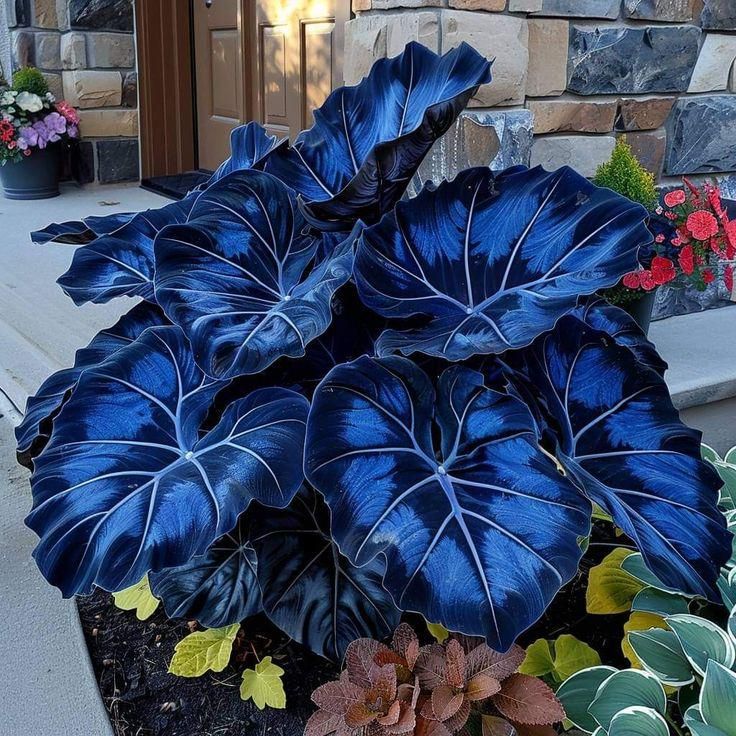 Mix Blue Caladium Flower Seeds for Planting – Heirloom Non-GMO GMO Free Seeds for Home Garden