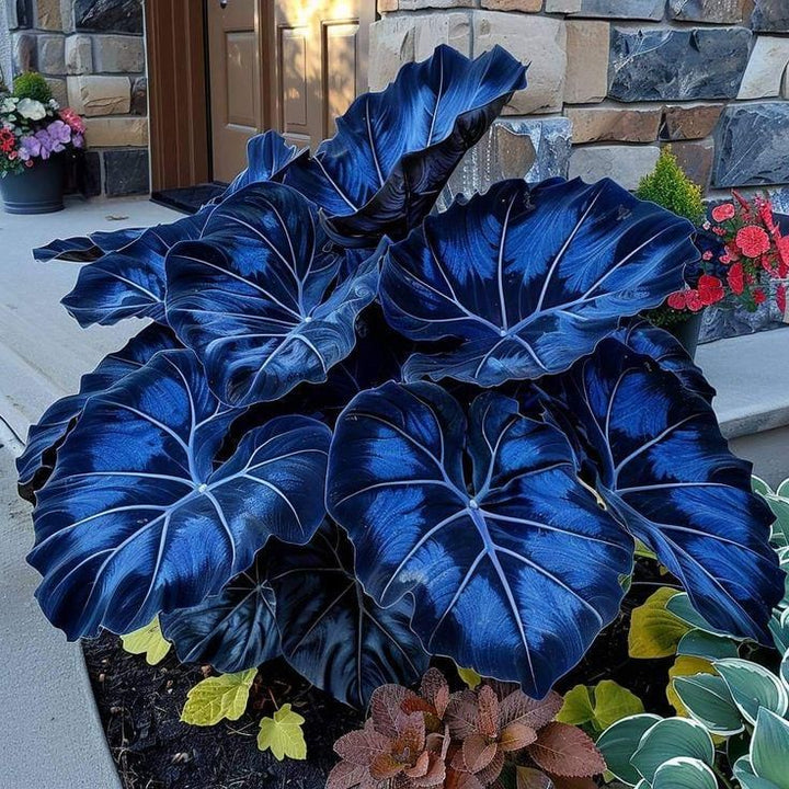 Mix Blue Caladium Flower Seeds for Planting – Heirloom Non-GMO GMO Free Seeds for Home Garden
