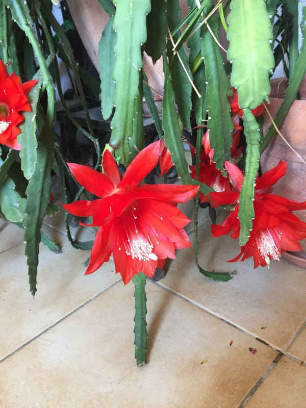 Red Epiphyllum Oxypetalum Flower Seeds – Heirloom, Non-GMO, High Germination Seeds for Planting