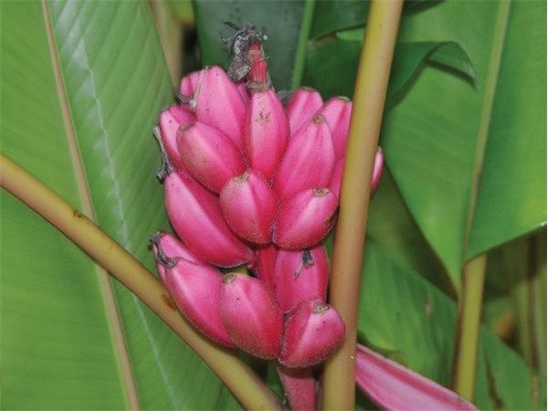 Pink Banana Fruit Seeds – Heirloom, Non-GMO Seeds for Rare Tropical Garden Planting