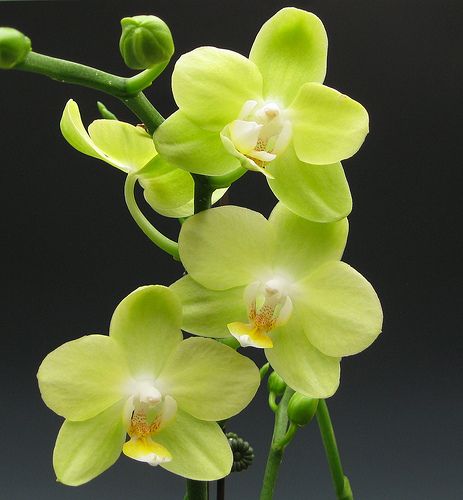 Light Green Orchid Flower Seeds for Planting – Easy to Grow, Heirloom & Non-GMO Seeds for Home Garden