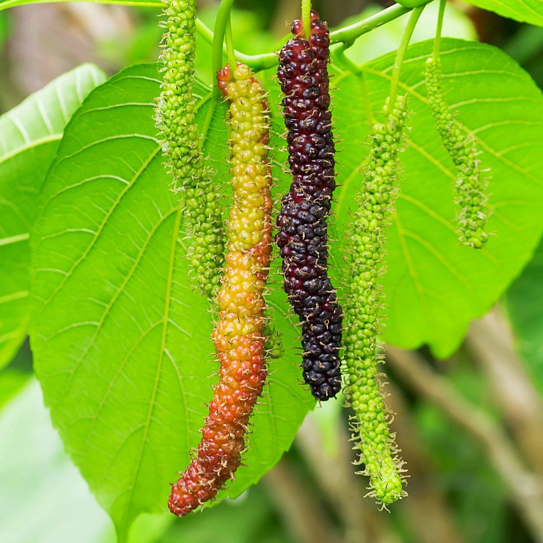 Long Mulberry fruit seeds for planting - Heirloom & Non-GMO garden seeds, sweet and nutritious berry variety