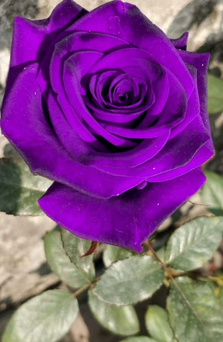Violet Mix Unique Rose Flower Seeds for Planting – Heirloom, Non-GMO, High Germination Organic Garden Seeds