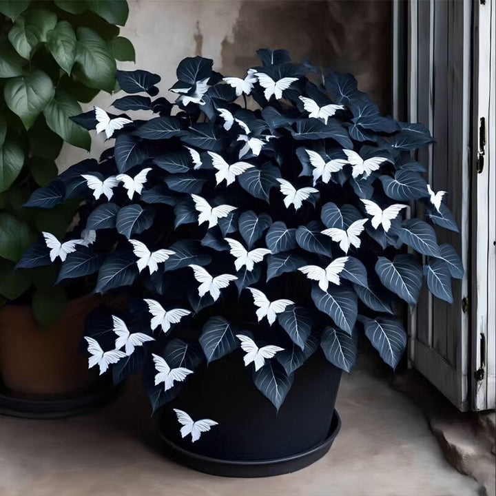 Moonlight Butterfly Begonia Flower Seeds – White | Heirloom Non-GMO Organic Seeds