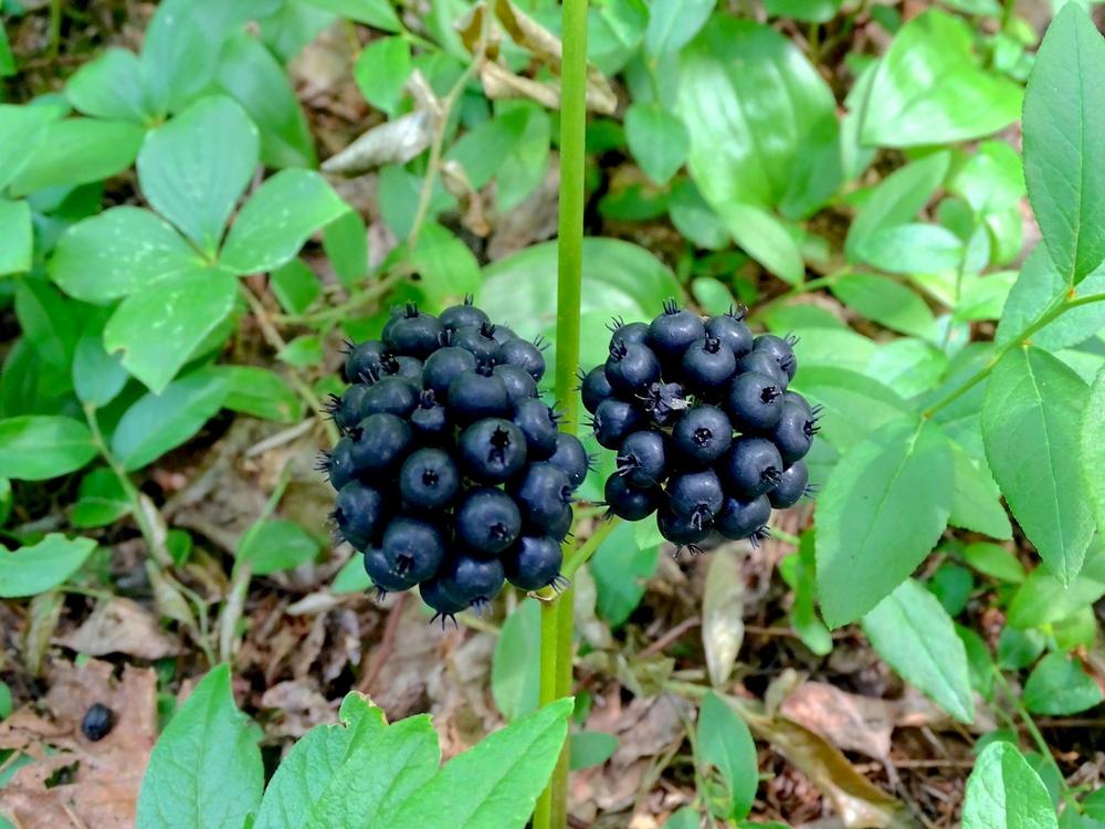 Black Sarsaparilla Herb Seeds – Heirloom, Non-GMO Beginner Approved Seeds for Garden Planting