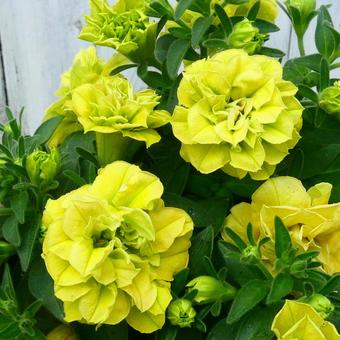 Yellow Double Petunia Flower Seeds for Planting – Heirloom, Non-GMO, High Germination, Premium Garden Blooms