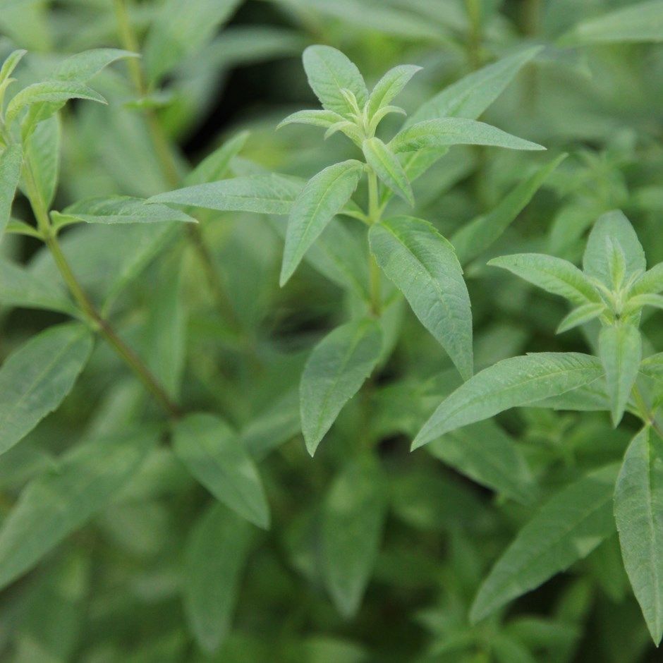 Green Citriodora Herb Seeds – Heirloom, Non-GMO Gardeners' Top Pick for Planting