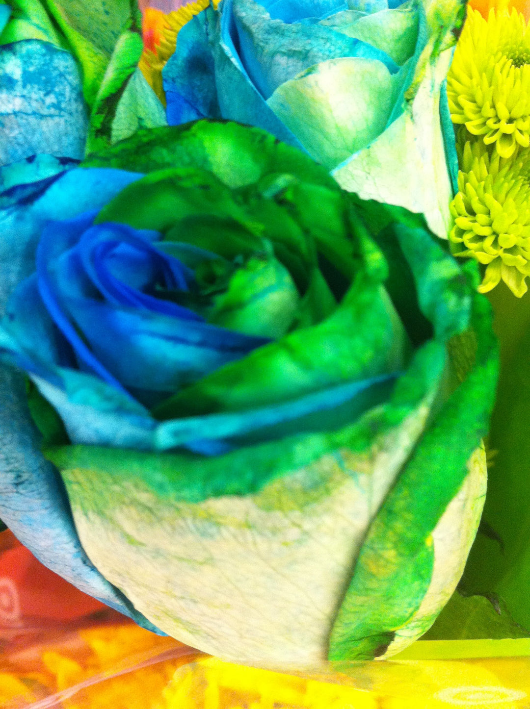 organic cut flower seeds Blue Green Rose Flower Seeds for Planting – Cut Flower Favorite, Heirloom, Non-GMO, High Germination Organic Garden Seeds
