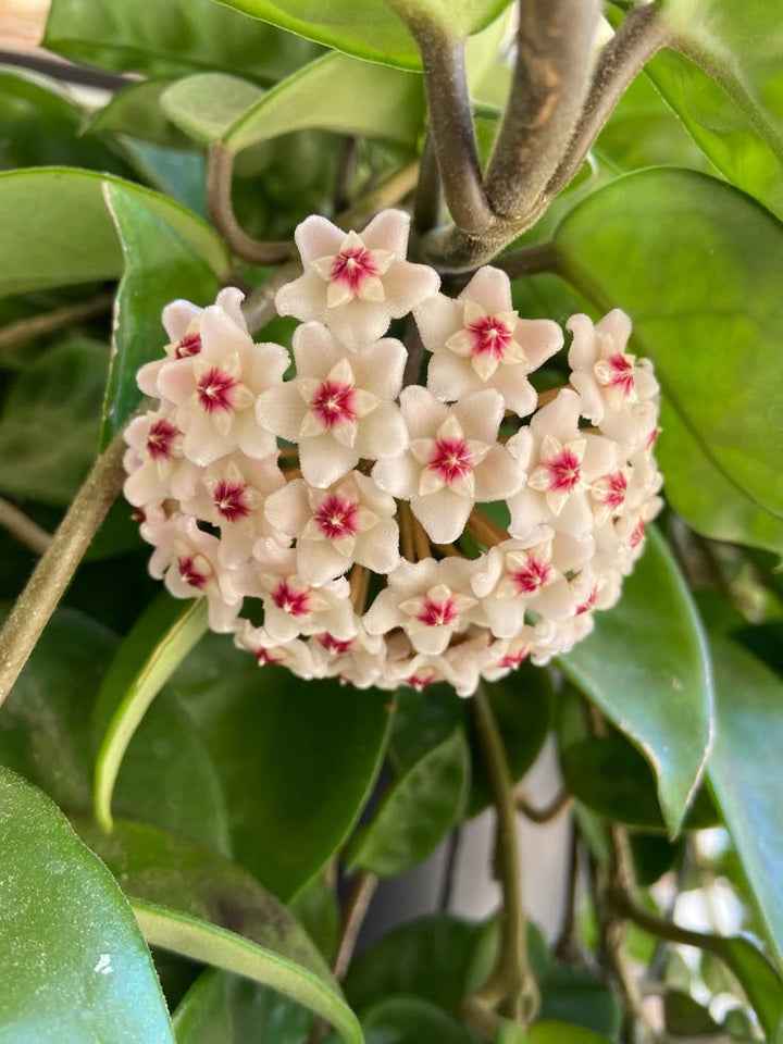 Red Cream Hoya Carnosa Flower Seeds for Planting | Heirloom Non-GMO High Germination Seeds