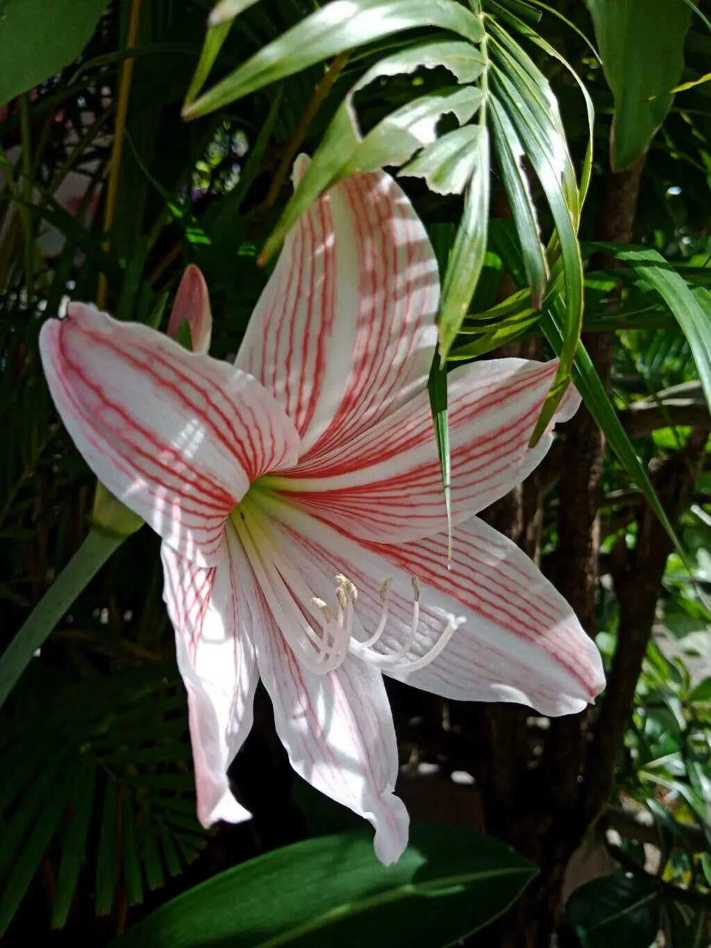 Hippeastrum Reticulum Flower Seeds for Planting – Heirloom Non-GMO, High Germination Organic Garden Seeds