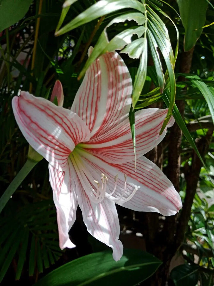 Hippeastrum Reticulum Flower Seeds for Planting – Heirloom Non-GMO, High Germination Organic Garden Seeds