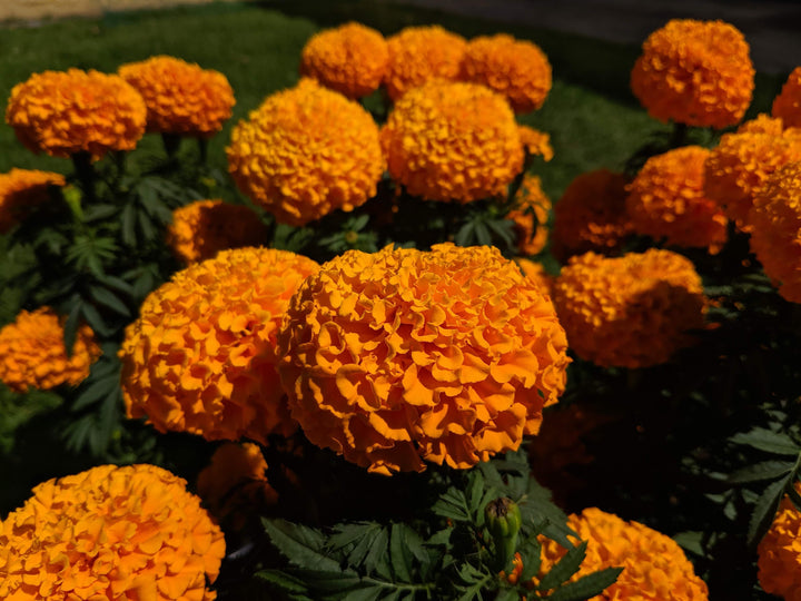 Aztec Marigold Flower Seeds for Planting – Heirloom, Non-GMO, High Germination Organic Garden Seeds