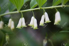 White Solomon’s Flower Seeds for Planting | Heirloom Non-GMO Organic Garden Seeds | Cottage Garden Essential, 100pcs