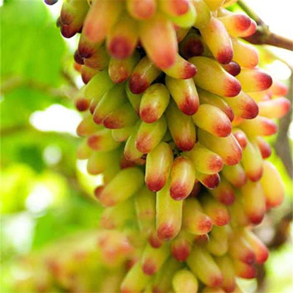 Finger Grapefruit Fruit Seeds – Heirloom, Non-GMO Seeds for Unique Backyard Citrus Fruit Planting