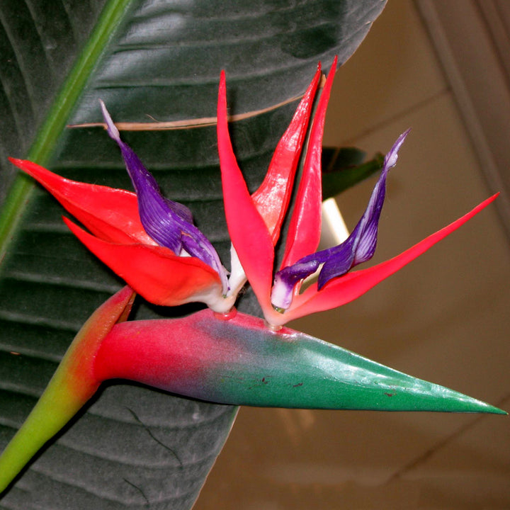 Red Strelitzia Reginae Seeds Flower Seeds for Planting – Low Maintenance, Heirloom, Non-GMO Home Garden