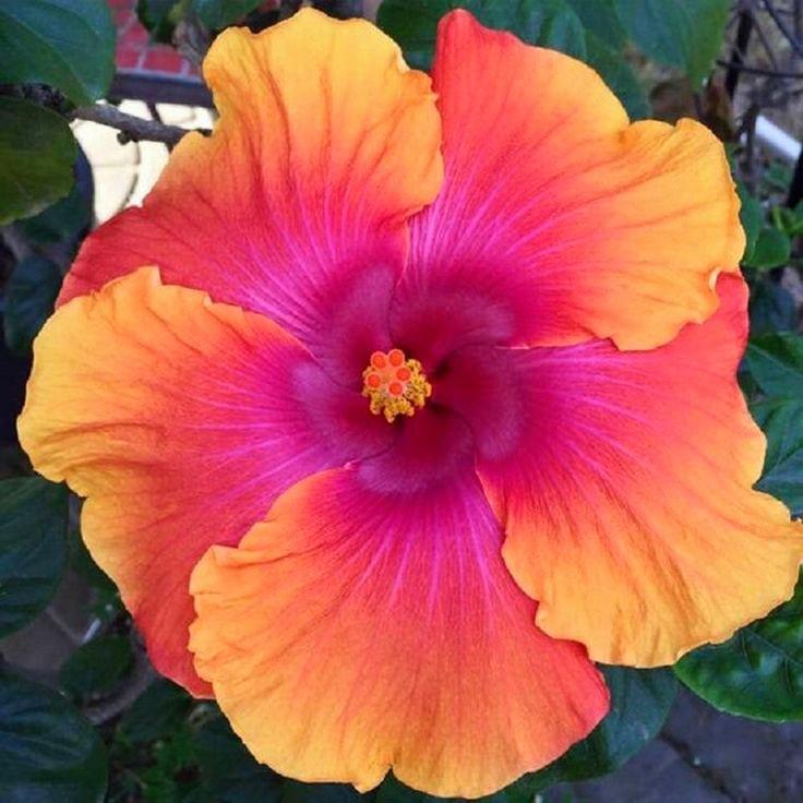 Orange Pink Hibiscus Flower seeds for Planting - Hardy Variety, Heirloom & GMO Free Seeds for Home Garden | Non-GMO High Germination Organic Garden Seeds
