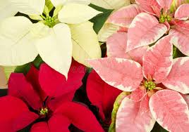 Mixed Poinsettia Flower Seeds for Planting - Bright Blooms, Heirloom, Non-GMO & High Germination Garden Seeds, 100pcs