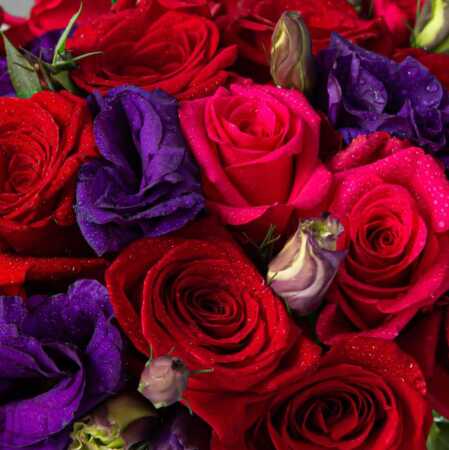 Purple Red Rose Flower Seeds for Planting – Heirloom, Non-GMO, High Germination Garden Seeds