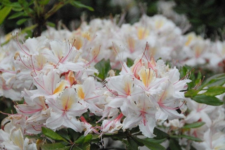 Western Azalea Flower Seeds for Planting – Heirloom, Non-GMO, High Germination