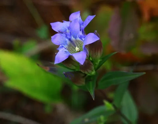 Gentiana Scabra Flower Seeds for Planting – Heirloom, Non-GMO, High Germination Organic Garden Seeds