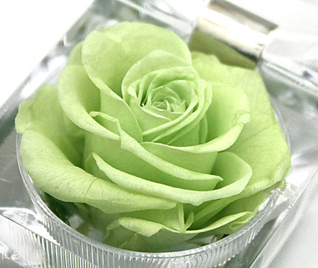 Light Green Unique Roses Flower Seeds for Planting – Heirloom, Non-GMO, High Germination Seeds