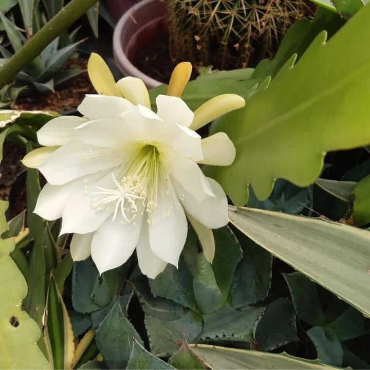 White Epiphyllum Flower Seeds – Fragrant Blooms, Heirloom &amp; Non-GMO Seeds for Home Garden
