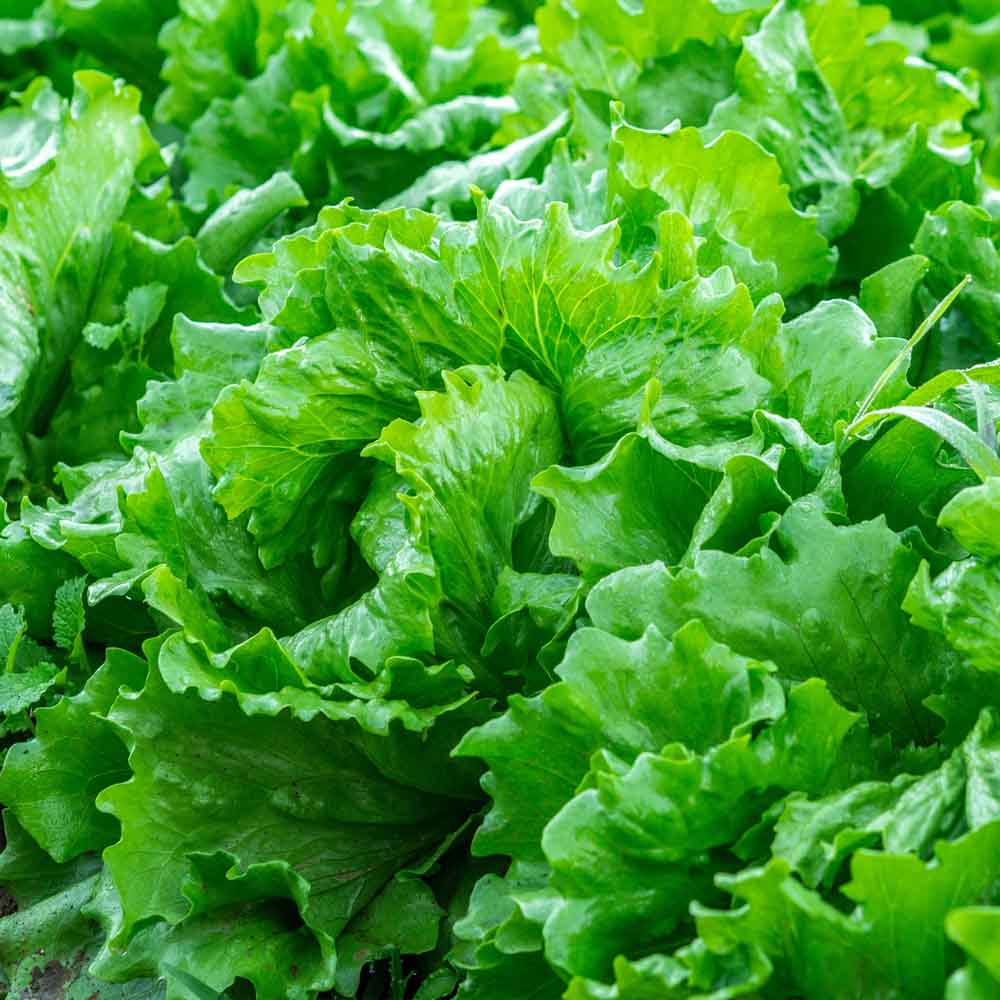 Red-Green Lettuce Seeds for Planting – Heirloom & Non-GMO Seeds for Fresh Garden Harvests