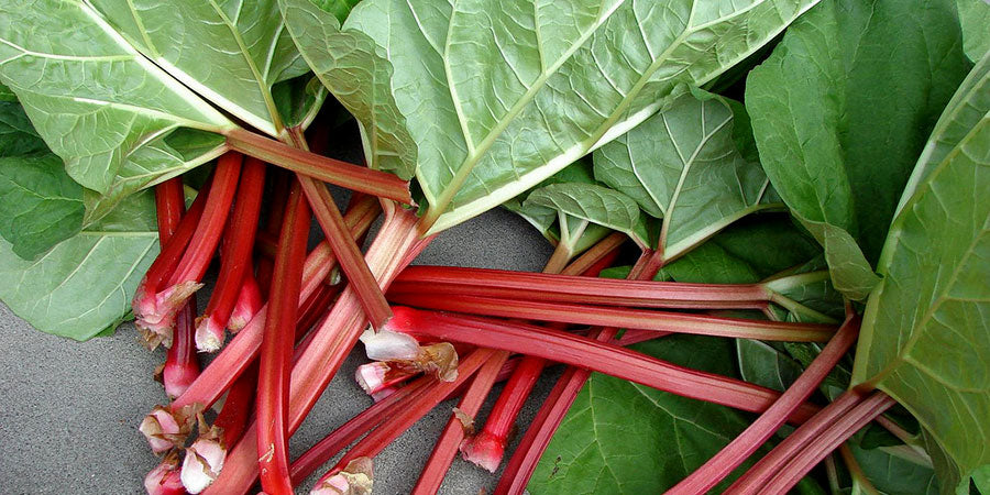 Ruibarbo Herb Seeds for Planting – Heirloom, Non-GMO, Organic Garden Seeds with High Germination Rate