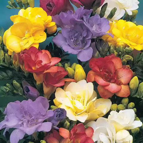 Flower Seeds, Seeds,Seeds For Planting,Plant Seeds