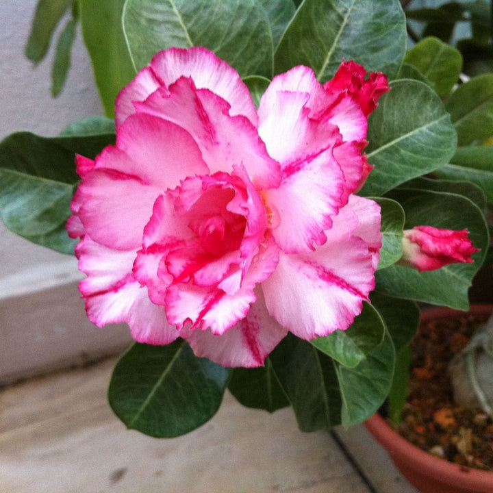 White Pink Adenium Flower Seeds for Planting – Heirloom, Non-GMO, Wildflower Mix, High Germination