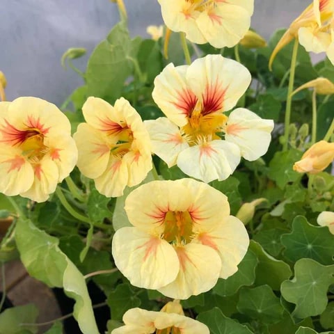 Light Peach Nasturtium Flower Seeds for Garden – Heirloom, Non-GMO, Fragrant Blossoms, High Germination