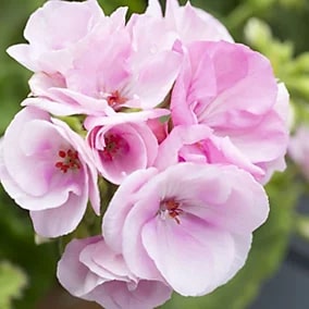 Soft Pink Geranium Flower Seeds for Planting Heirloom Non-GMO High Germination Organic Garden Seeds