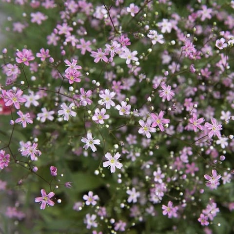 Mixed Color Gypsophila Flower Seeds for Planting – Heirloom, Non-GMO, Seasonal Bloomer, High Germination