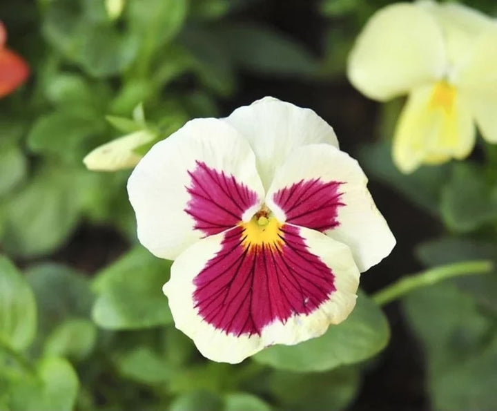 Red White Pansy Flower Seeds for Planting – Heirloom, Non-GMO, Low Maintenance Organic Garden Seeds