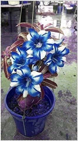 Blue White Adenium Flower Seeds for Planting – Heirloom, Non-GMO, High Germination Organic Garden Seeds