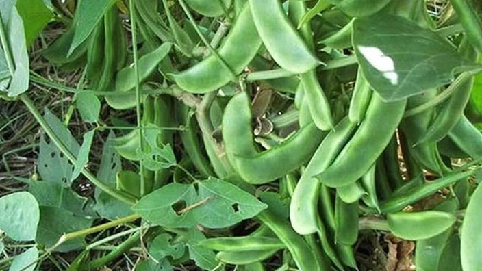 Green Lima Beans Vegetable Seeds for Planting – Heirloom & Non-GMO Seeds for Hearty Garden Harvests
