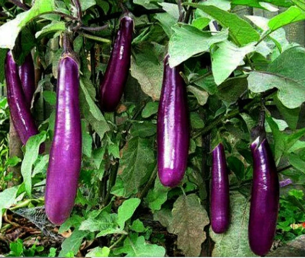 Black Beauty Eggplant Seeds for Planting – Heirloom Non-GMO Organic Garden Seeds – Classic, Productive Variety