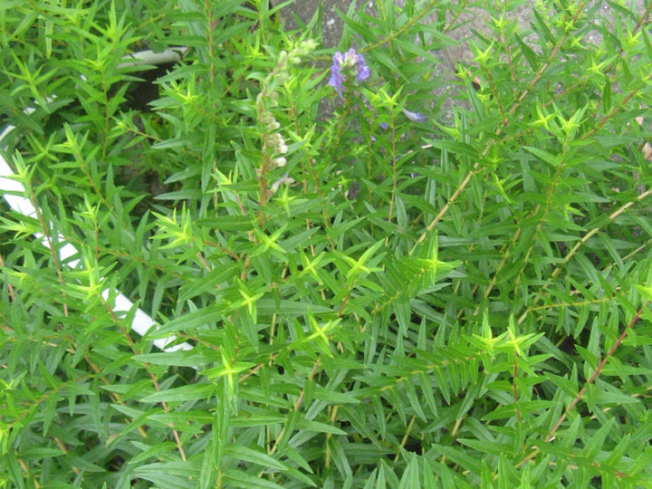 Green Scutellaria Baicalensis Flower seeds for Planting – Heirloom, Non-GMO Seeds for Home Garden