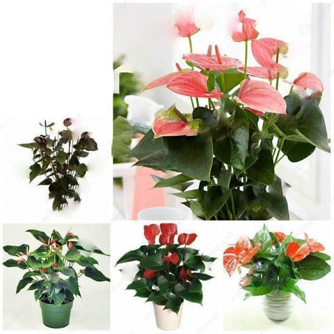 Flower Seeds, Seeds,Seeds For Planting,Plant Seeds