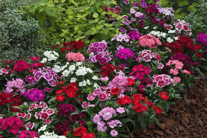Mixed Dianthus Telstar Flower seeds for Planting - Colorful Display, Heirloom &amp; GMO Free Seeds for Home Garden, 100pcs
