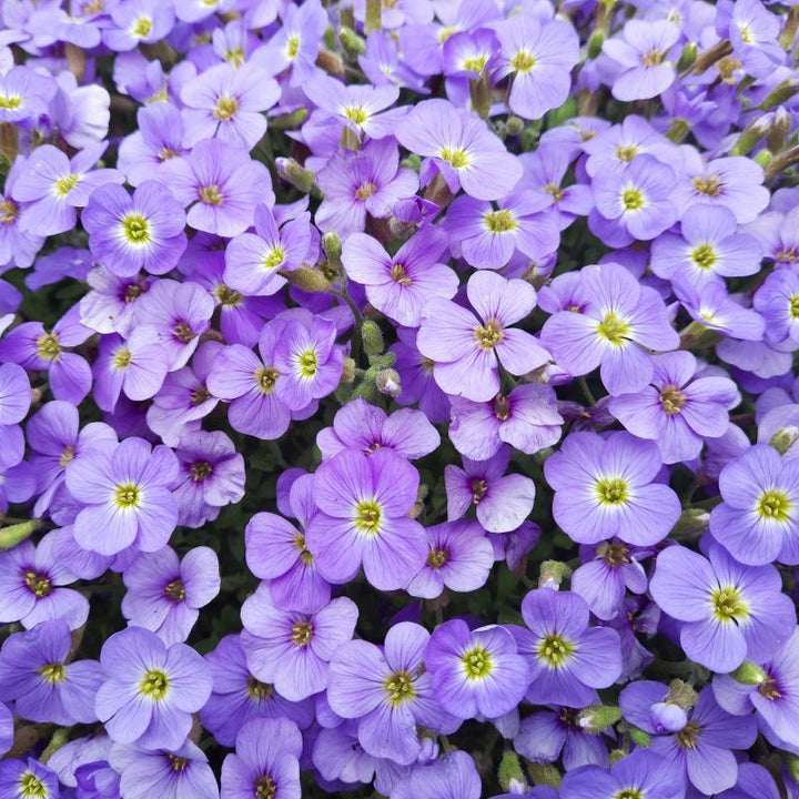 Light Blue Aubrieta Flower Seeds for Planting – Heirloom, Non-GMO, High Germination Organic Garden Seeds