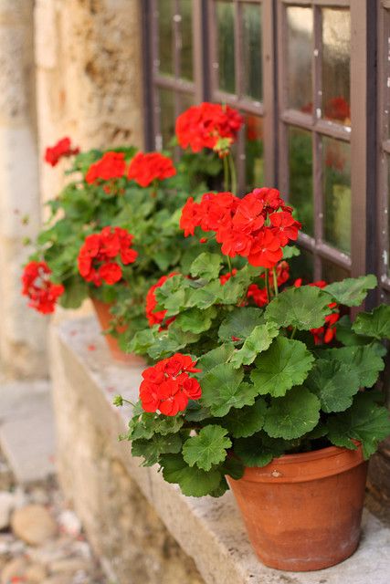 Red Edge Geranium Flower Seeds for Planting – Heirloom Non-GMO Seeds, High Germination