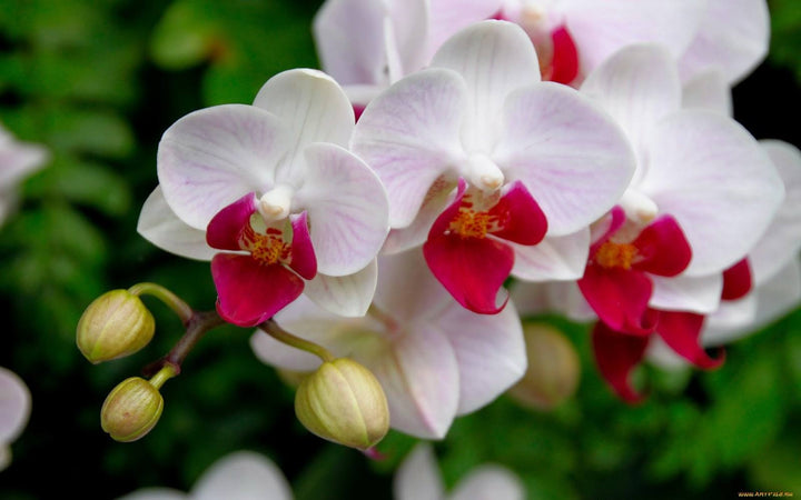 White Red Phalaenopsis Orchid Flower Seeds for Planting – Heirloom, Non-GMO, Low Maintenance, High Germination
