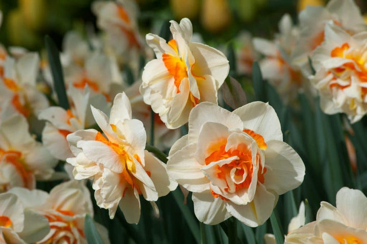 Daffodil White Orange Flower Seeds for Planting – Heirloom, Non-GMO, High Germination Organic Garden Seeds
